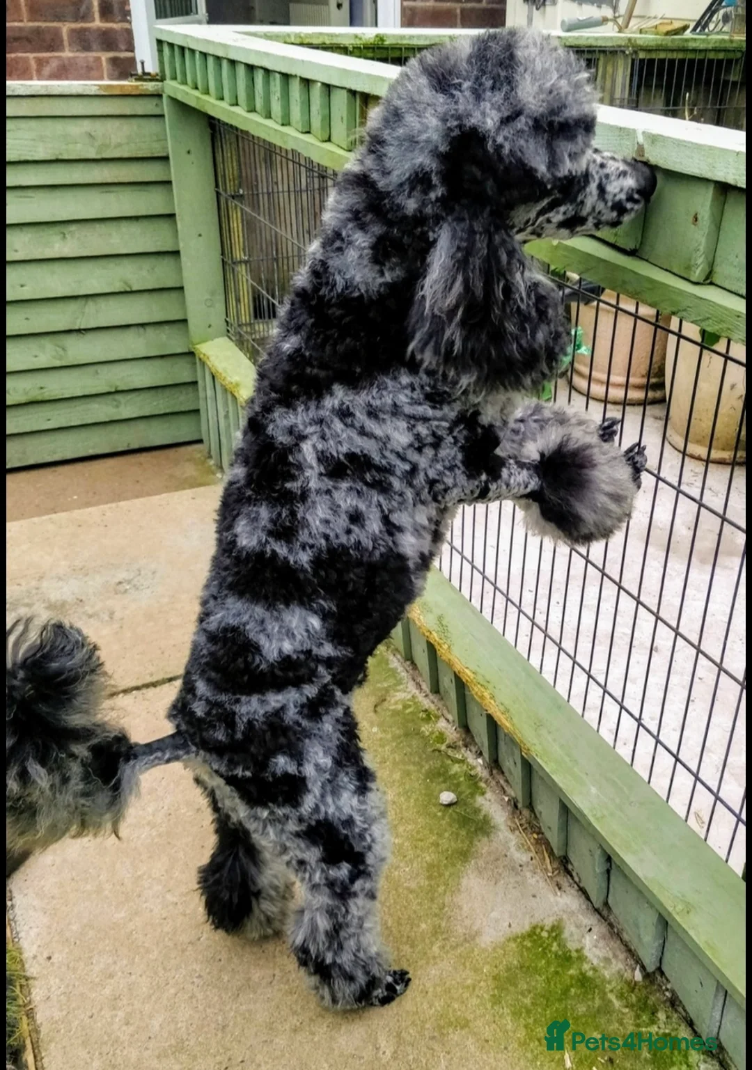 Poodle dogs for stud: Stunning Well Proven Miniature Merle Poodle in Newcastle - Advert 2