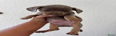 Chiweenie 5
