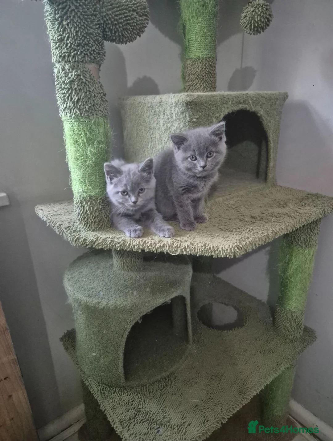 British Shorthair cats for sale: British Short Hair and Ragdoll Mix Kittens - Advert 1