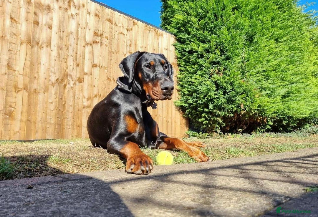 Dobermann dogs for sale: ⭐️ Pregnancy confirmed FULL EUROPEAN DOBERMANN ⭐️ - Image 12