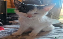 Domestic Shorthair cats for sale: 2 Male Kittens for Sale - Image 1