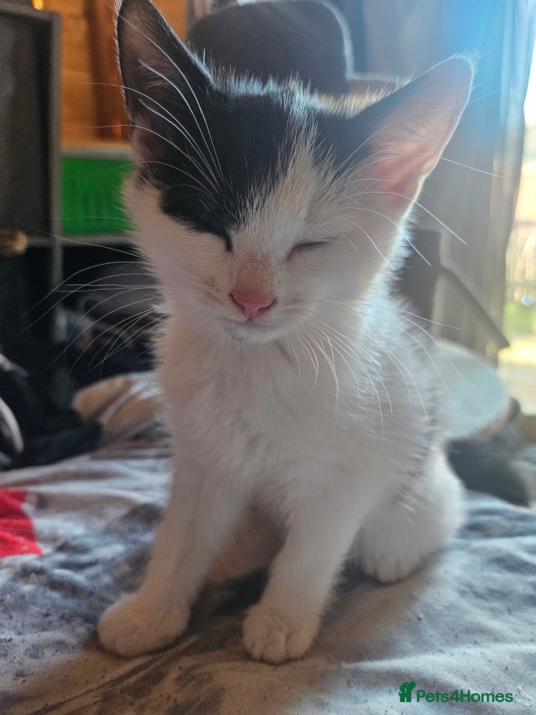 Domestic Shorthair cats for sale: 2 Male Kittens for Sale - Image 1