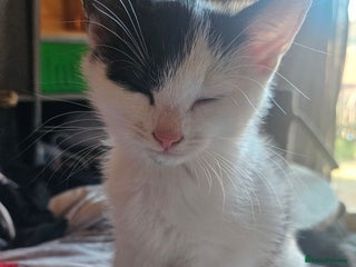 Domestic Shorthair cats - Advert 6