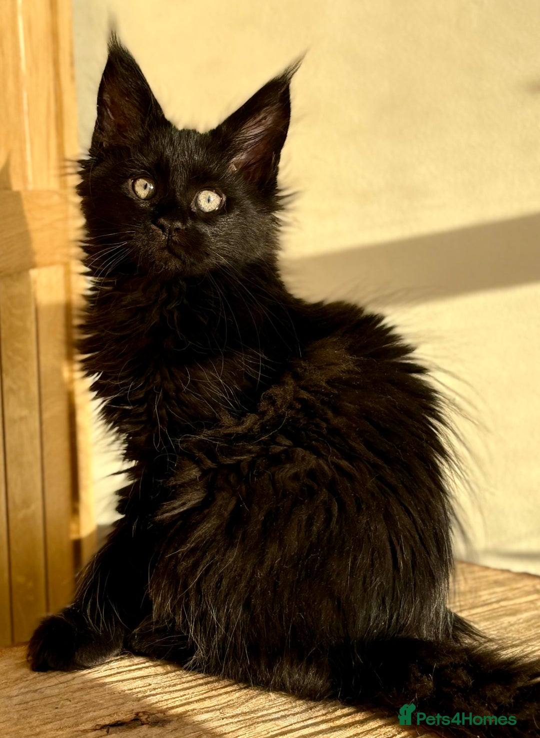 Maine Coon cats for sale: Beautiful Maine coon kittens - Advert 11