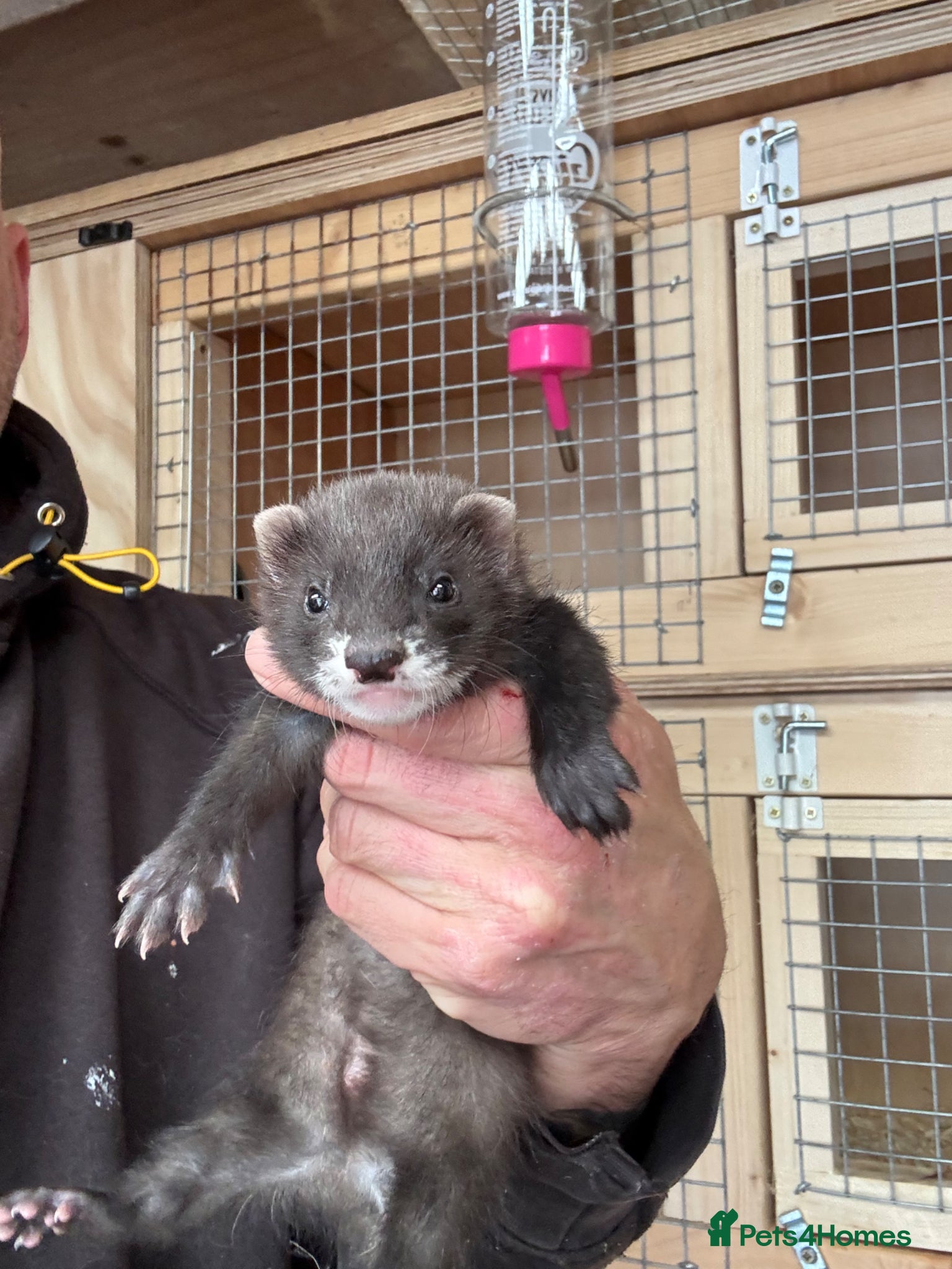 Ferret rodents for sale: Black line  in Cardiff - Advert 1