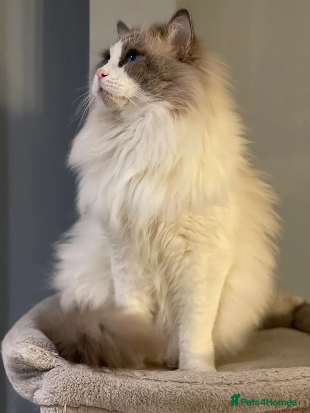 Ragdoll cats for stud: Bi-Colour Handsome Ragdoll Stud GCCF/TICA (Active) - Advert 5