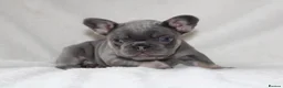 French Bulldog dogs for sale: 💜BLUEBELLE  THE LAST LITTLE BLUE GIRL 💜 - Advert 28