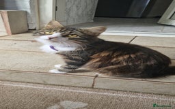 Ragdoll cats for sale: Ragdoll x Russian  - Image 6