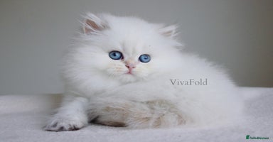 British Shorthair cats - Advert 13