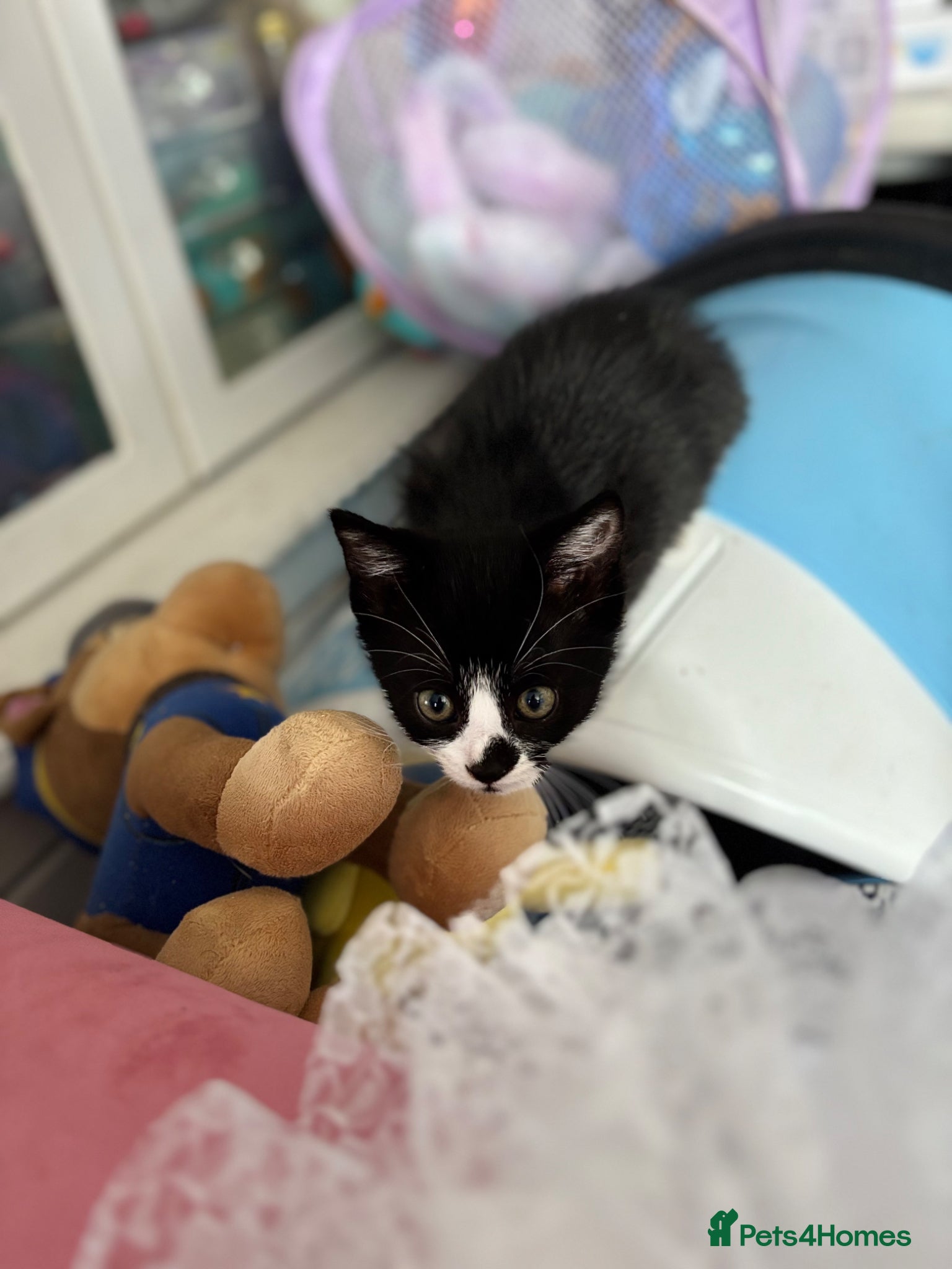Mixed Breed cats for sale: 8 week old kittens  - Advert 3