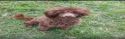 Cockapoo dogs for sale: Cockapoo F1B puppies for sale (NOT BORN YET)  in Cleator Moor - Advert 2