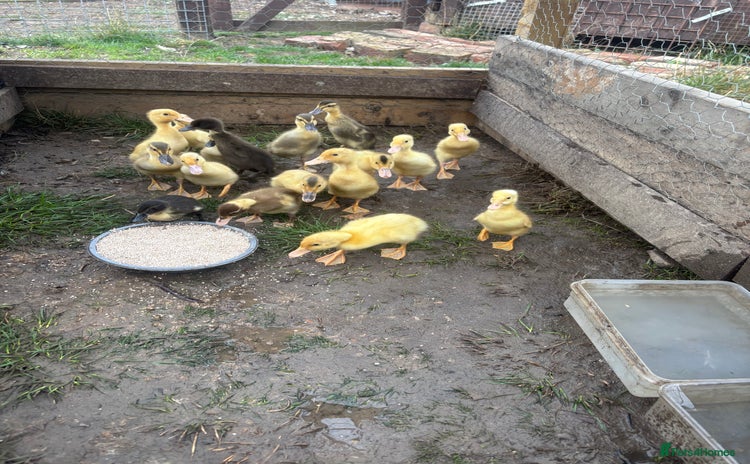 Ducks poultry - Advert 1