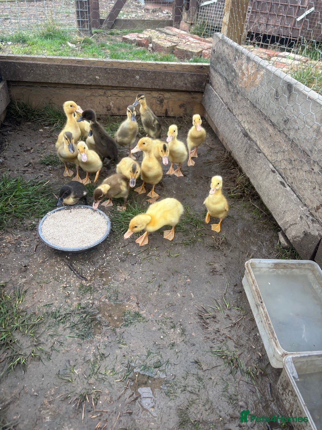 Ducks poultry for sale: Indian runner ducklings  - Image 1