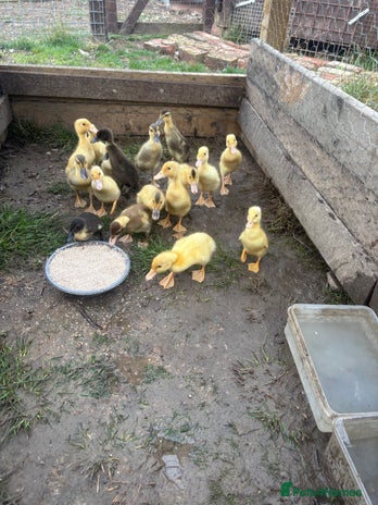 Ducks poultry - Advert 3