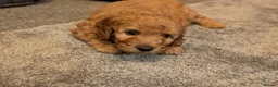 Labradoodle dogs for sale: Stunning F2 labradoodles  in Ebbw Vale - Advert 7