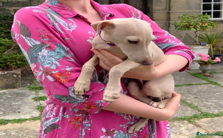 Italian Greyhound dogs in Leeds - Advert 13