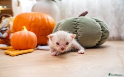 Bengal cats for sale: Pure Snow Bengals-TICA champions pedigree-Stunning - Image 18