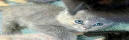 Ragdoll cats for sale: Pretty ragdoll X short hair friendly girl kittens  - Advert 15