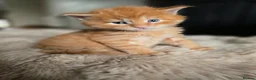 Maine Coon cats for sale: READY AUGUST- Tica Pedigree Maine Coons - Advert 37