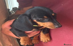 Miniature Dachshund dogs for sale: Miniature Dachshund Reduced - Image 11