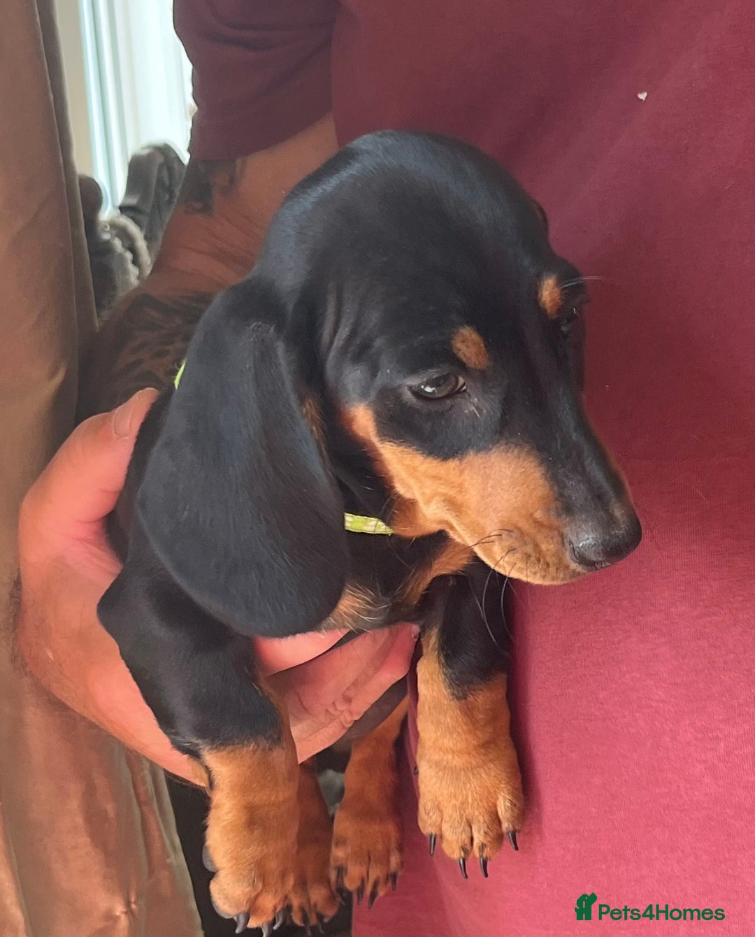 Miniature Dachshund dogs for sale: Miniature Dachshund Reduced - Image 11