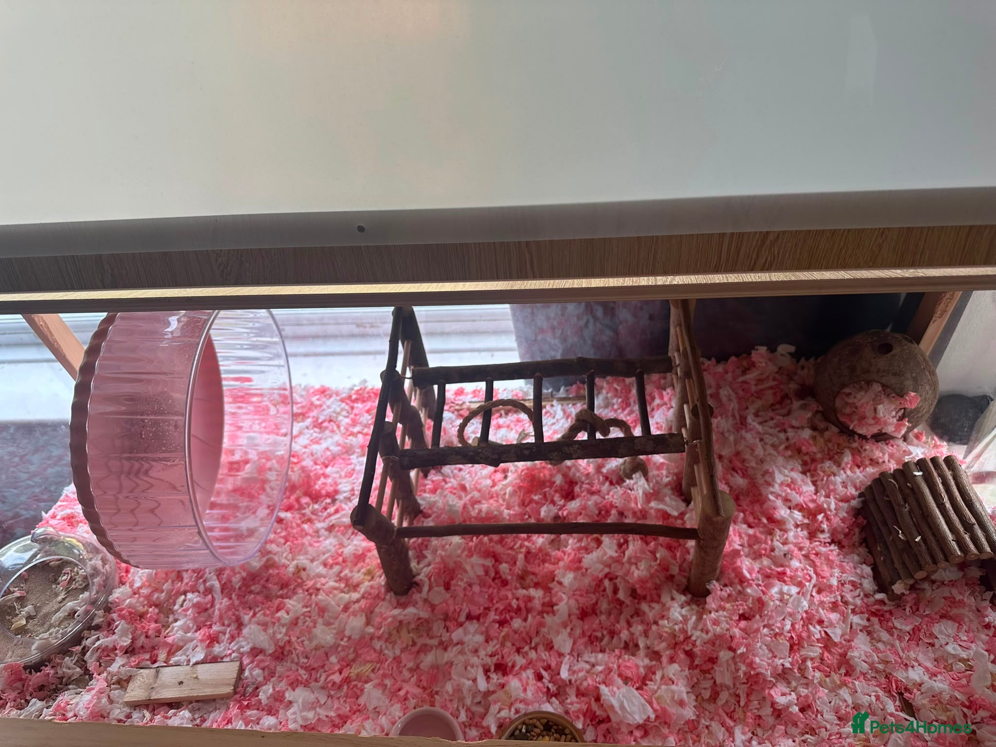 Hamster rodents for sale: WHITE SYRIAN HAMSTER FOR SALE in Hull - Advert 4