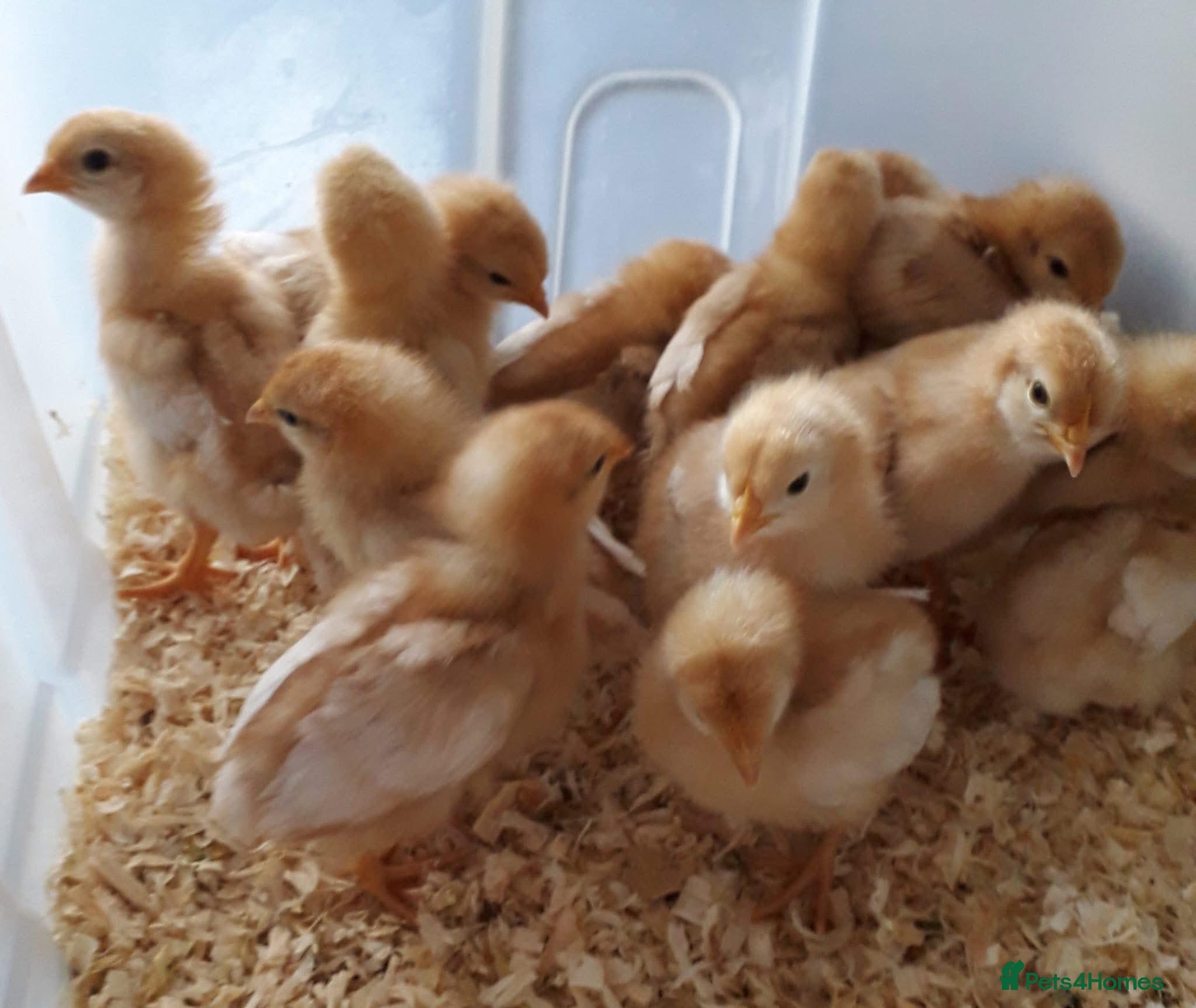 Chickens poultry Female warren chicks available  - Advert 18