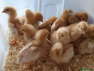 Chickens poultry Female warren chicks available - Advert 18