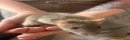 Rat rodents for sale: Rats for sale  - Advert 8