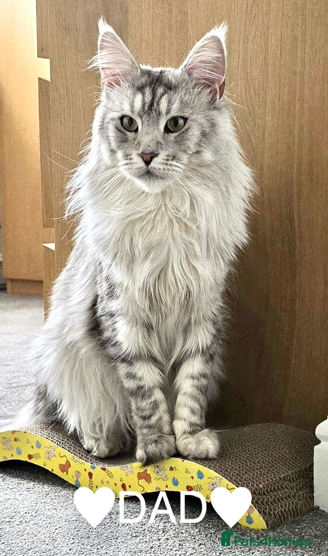 Maine Coon cats for sale: TICA Stunning Maine Coon Kittens - ACTIVE 🩷 - Image 23