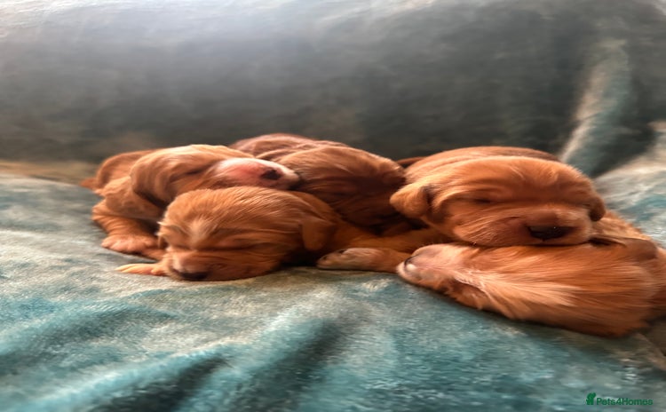 Mixed Breed dogs - Advert 1