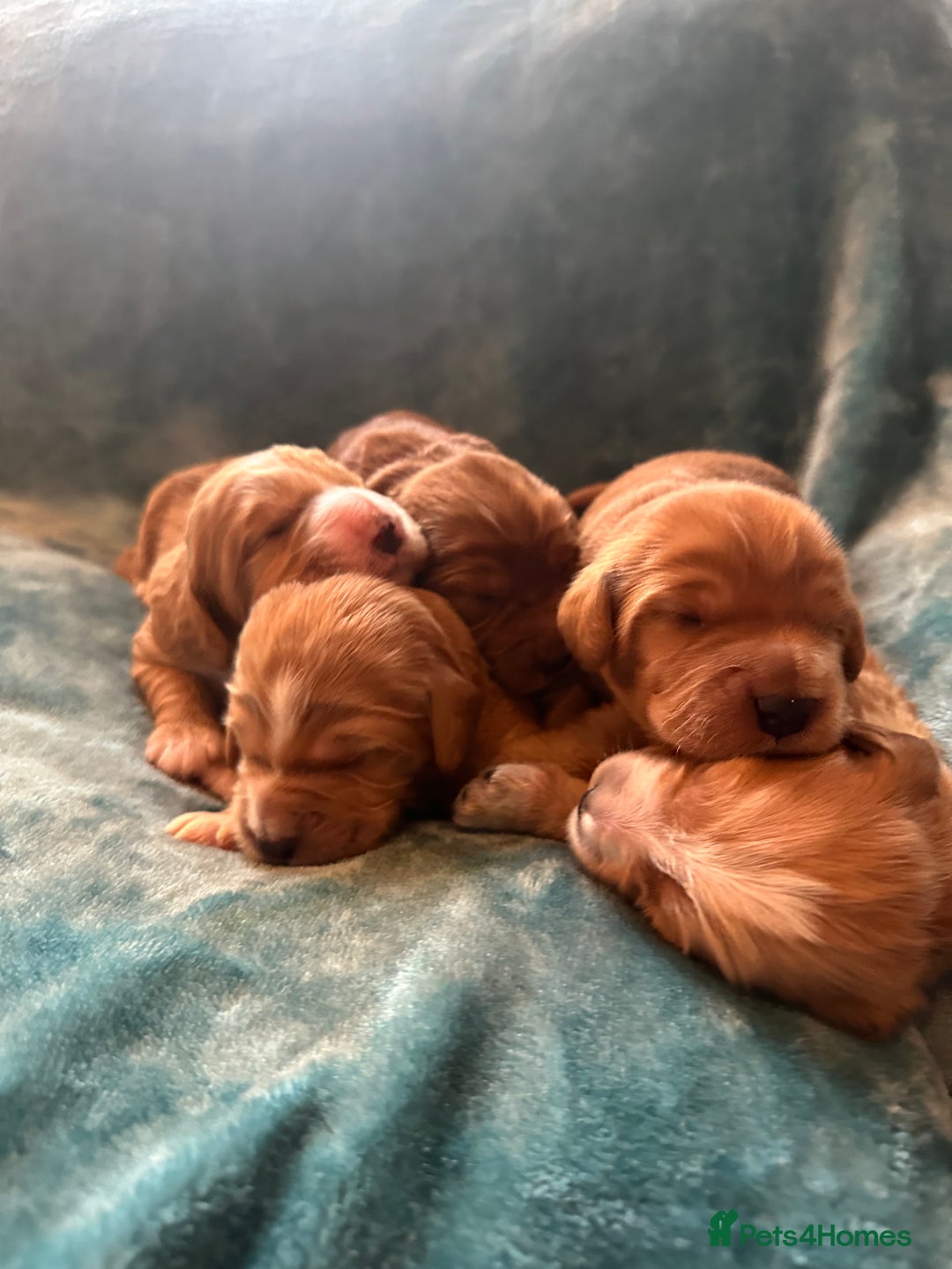 Mixed Breed dogs for sale: Australian Labradoodle puppies - Image 1