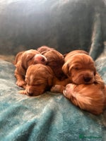 Mixed Breed dogs - Advert 12