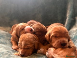 Mixed Breed dogs - Advert 19
