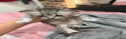 Mixed Breed cats for sale: Beautiful BSH × Siberian Kittens🤍 in Oldham - Advert 10