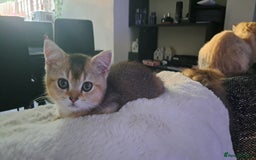 British Longhair cats for sale: Full vaccinated, microchiped, healthy checked girl - Image 1