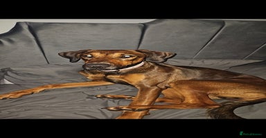 Mixed Breed dogs - Advert 11
