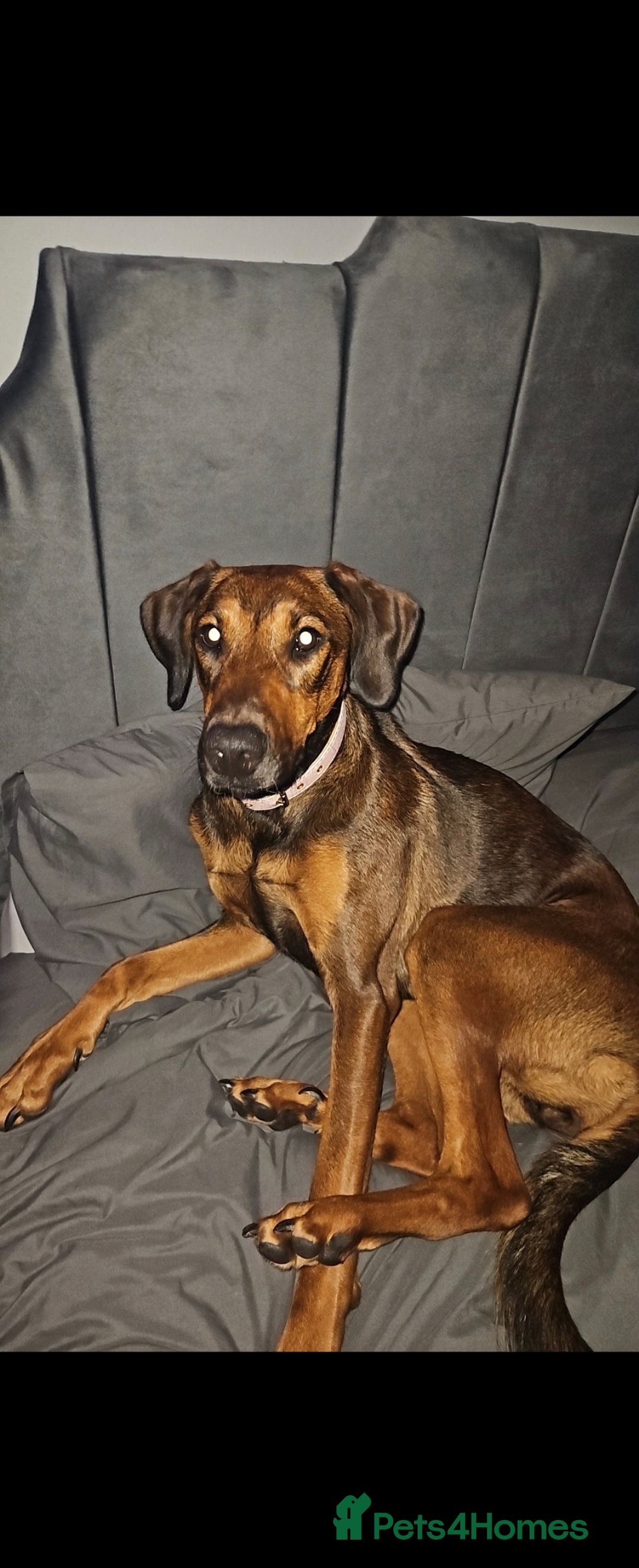 Mixed Breed dogs for sale: Dobermann X Weimaraner Cross Mix Puppies - Image 20