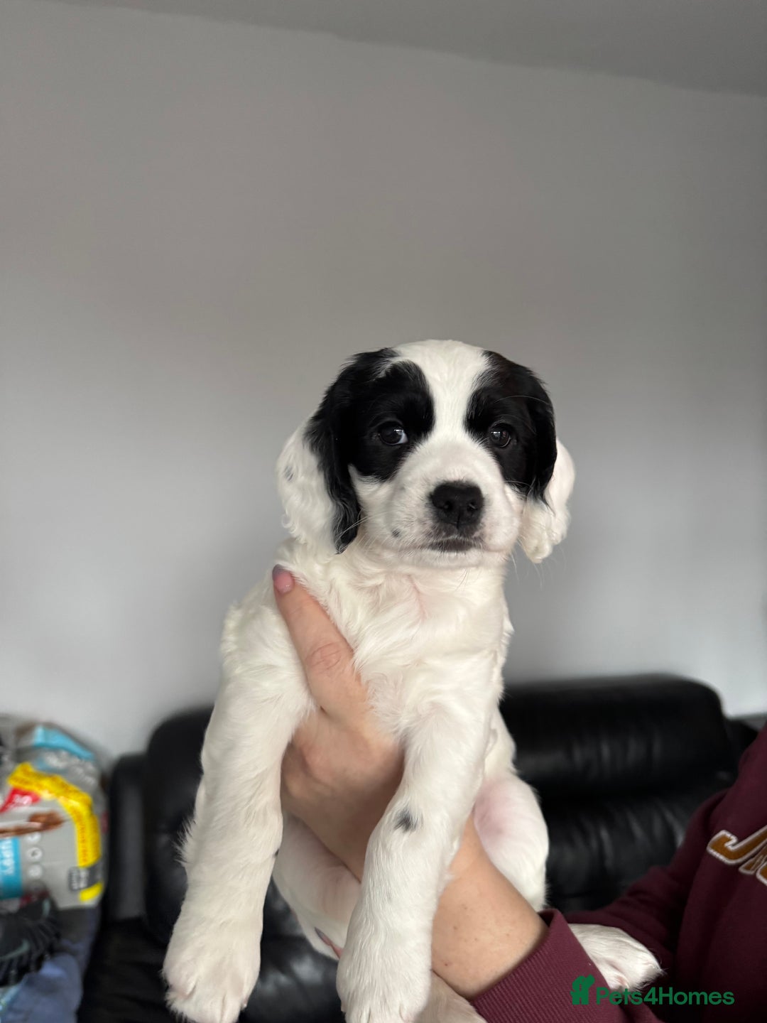 Cocker Spaniel dogs for sale: Cocker spaniel Puppies  - Advert 5