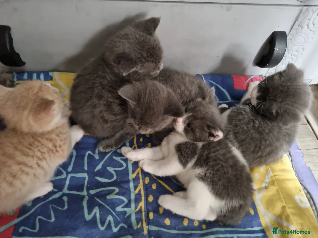 Mixed Breed cats for sale: Kittens looking for there forever homes. - Advert 24