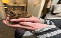 Netherland Dwarf rabbits for sale:  Netherland Dwarf / Minilop - Image 2