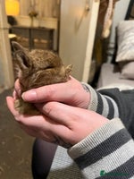 Netherland Dwarf rabbits - Advert 3