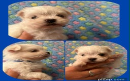 Maltese dogs for sale: Tiny kc registered maltese Korean boys  - Image 18