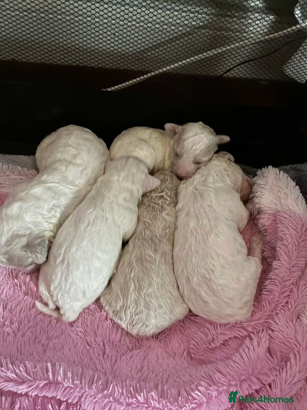 Mixed Breed dogs for sale: Stunning litter of Cavapoochon puppies - Advert 4