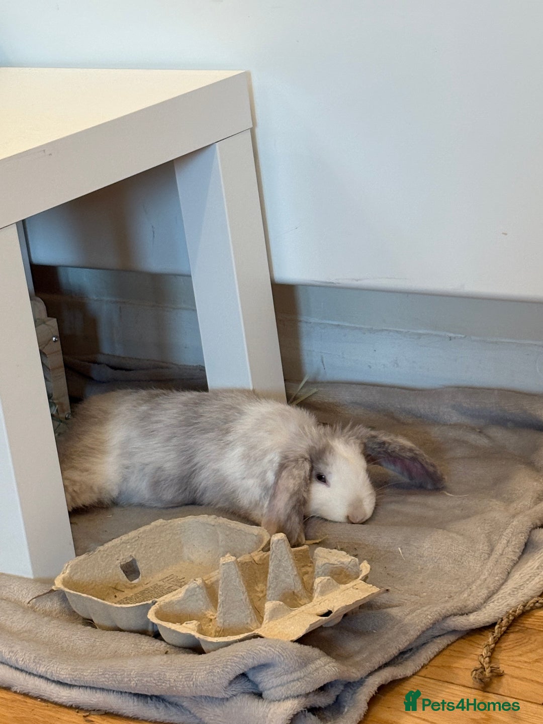 Mini Lop rabbits for sale: Mini lop for sale  - Advert 2