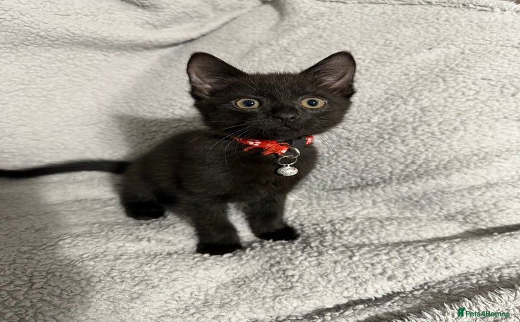 Mixed Breed cats - Advert 1