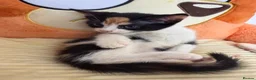 Domestic Shorthair cats for sale: Adorable Kittens Looking for Loving Homes in Willenhall - Advert 17