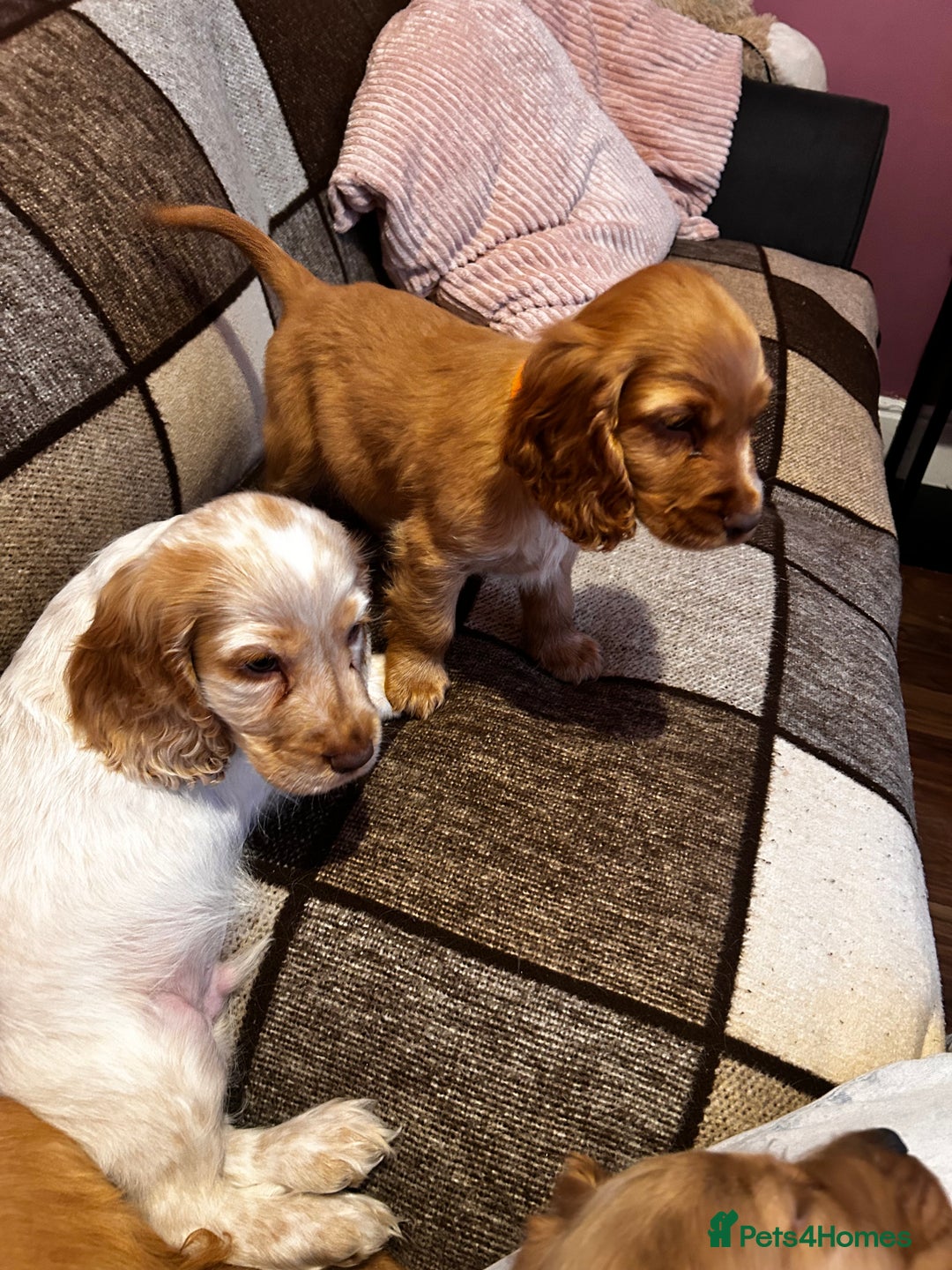 Cocker Spaniel dogs for sale: English Cocker Spaniels  - Advert 7