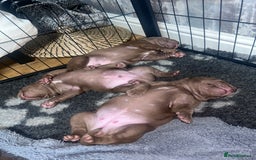 Mixed Breed dogs for sale: Weimaraner Mix Puppies - Image 3