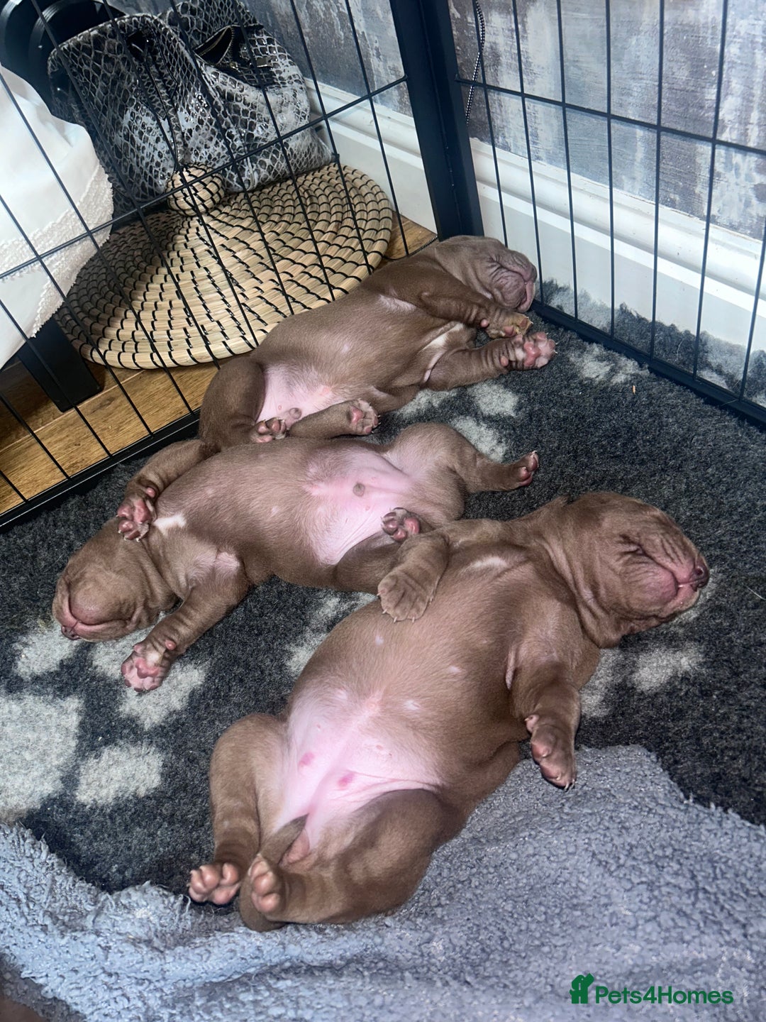 Mixed Breed dogs for sale: Weimaraner Mix Puppies - Image 3